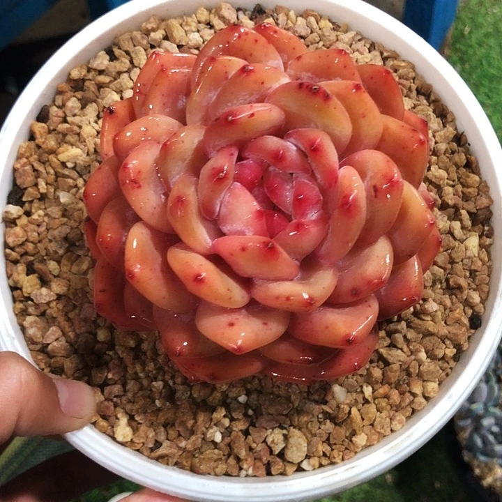 梦之魄单头多肉植物