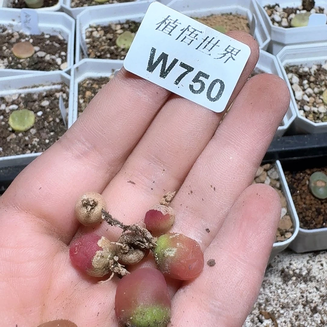 750盒多肉植物哇f f