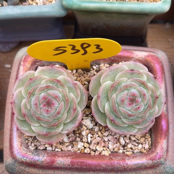 白芷珍妮双头5393