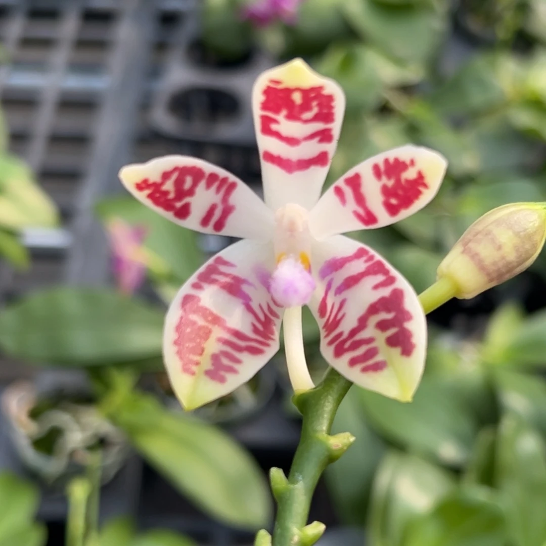 完全开放34号，叶瑕，98米