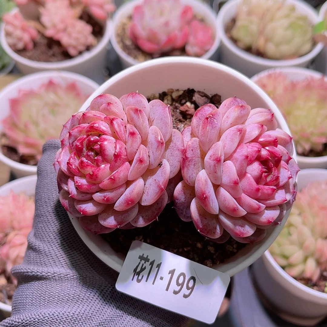 花11-199天鹅绒双头