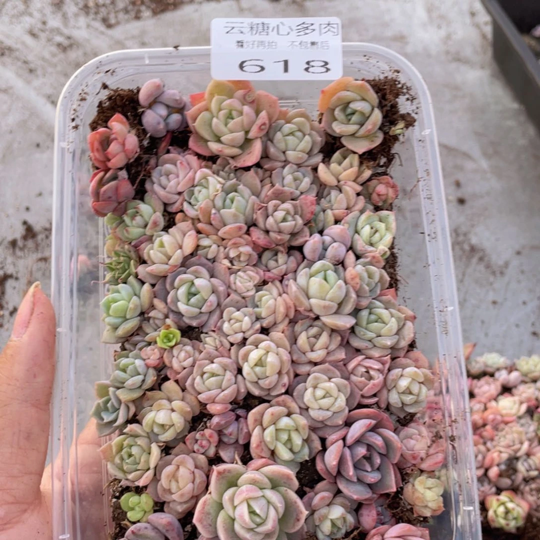 云糖心多肉植物618