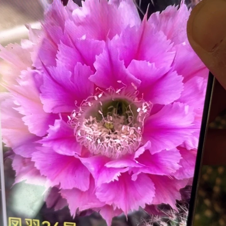 凤羽24号6公分以上满18包邮