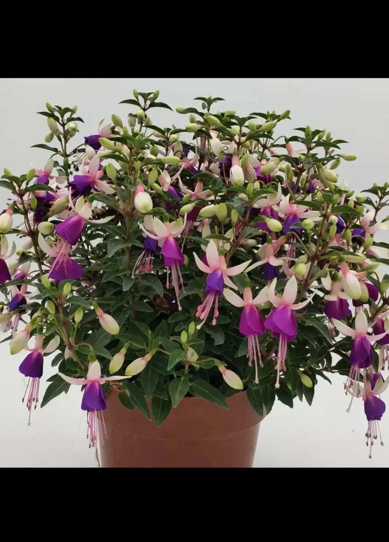 云花园艺【紫精灵灯笼花】带花苞发货