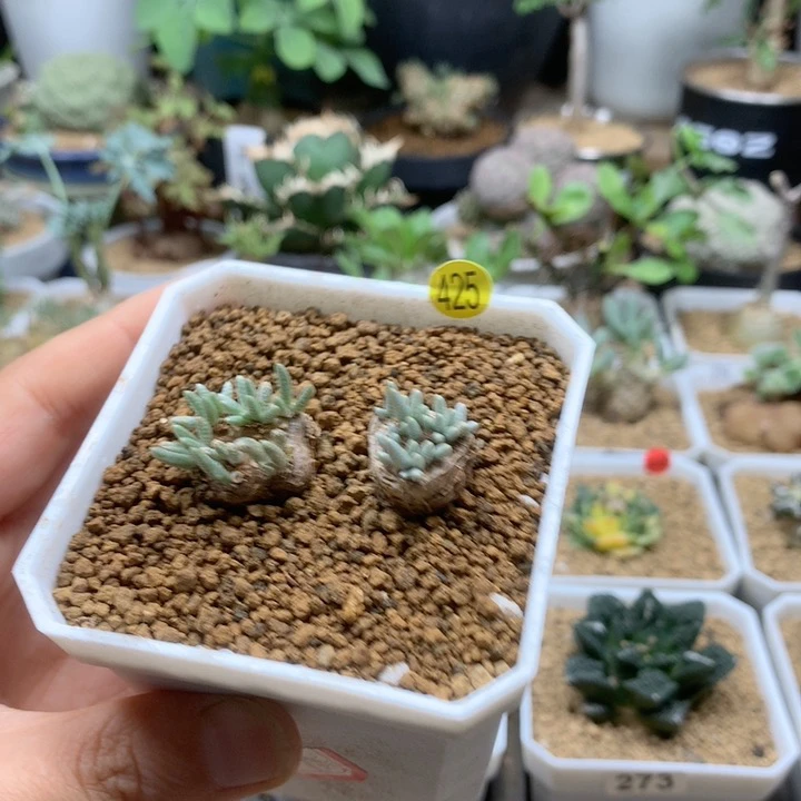 小红花韧锦2颗脱土
