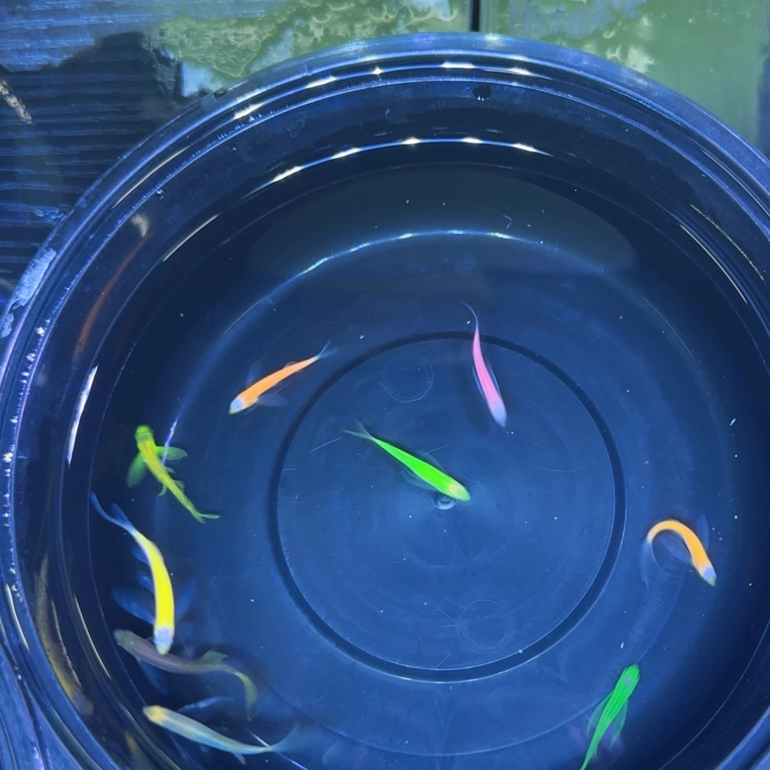 斑马鱼豹纹竞拍套餐