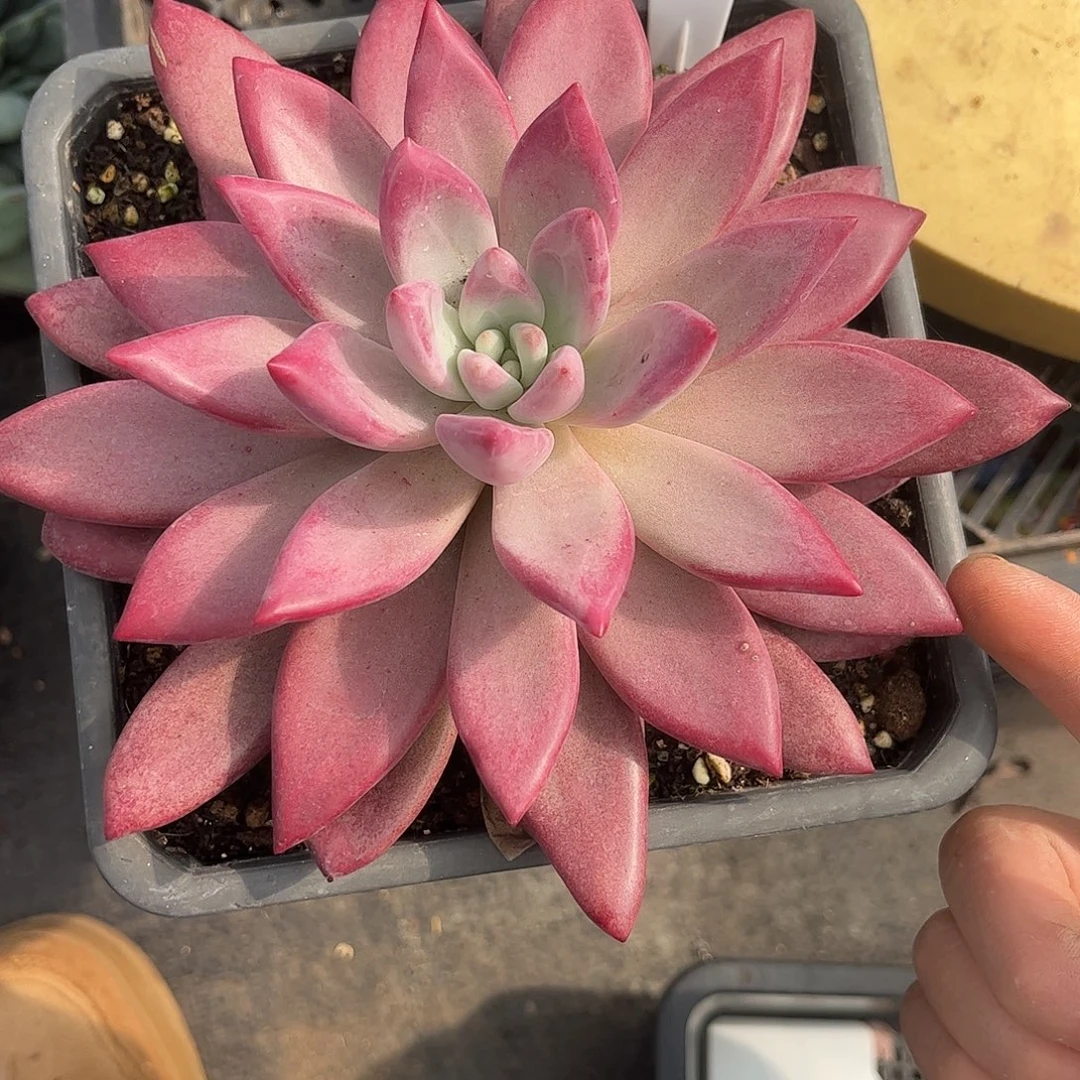 603赫菲鱼。