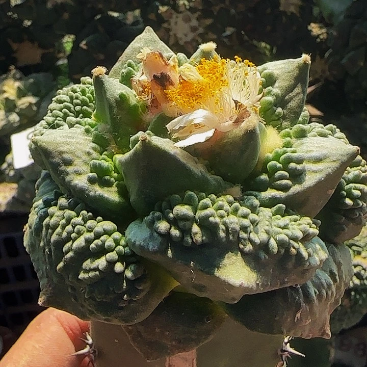 小**艺梦幻怒涛459仙人球