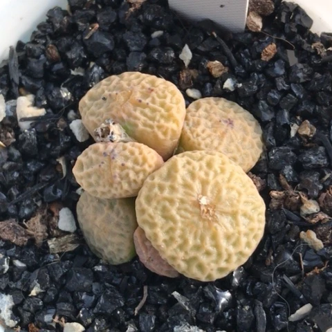 多肉肉锥 Pv9479超烧