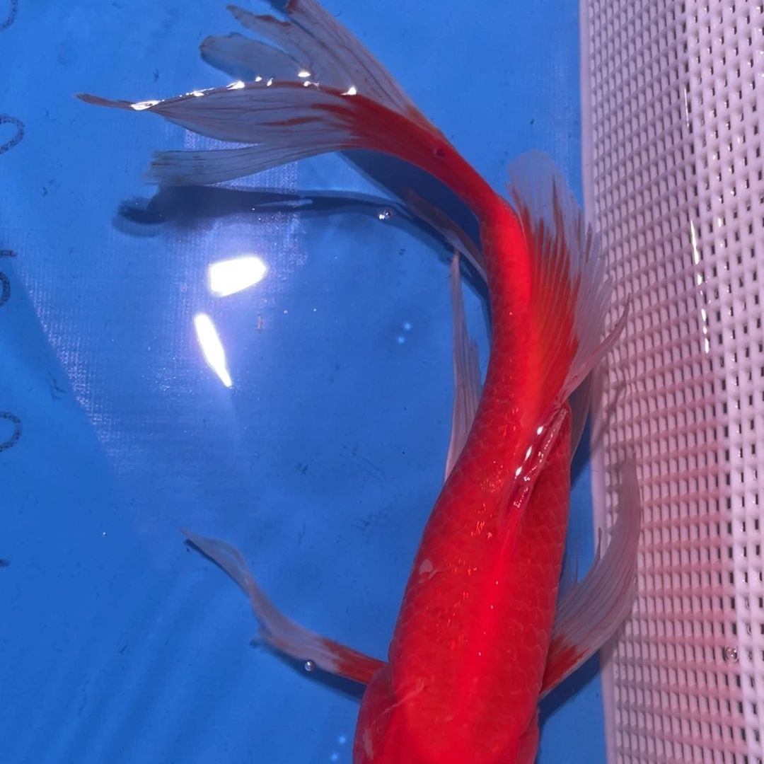 锦鲤锦鲤包邮包售后