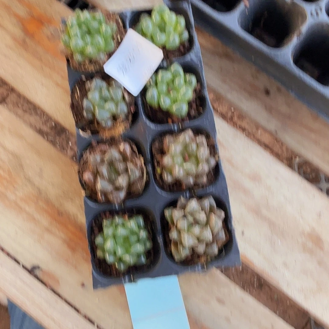 直播福利一物一拍01