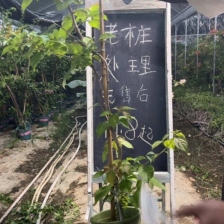 无花朵三角梅三角梅1174