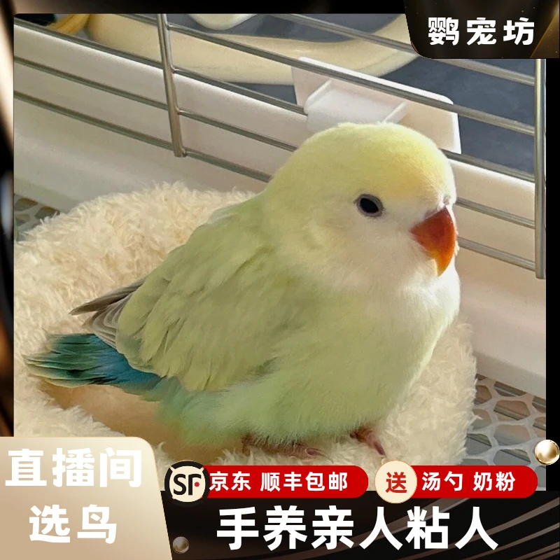 鹦鹉活鸟活物牡丹鹦鹉手养鹦鹉