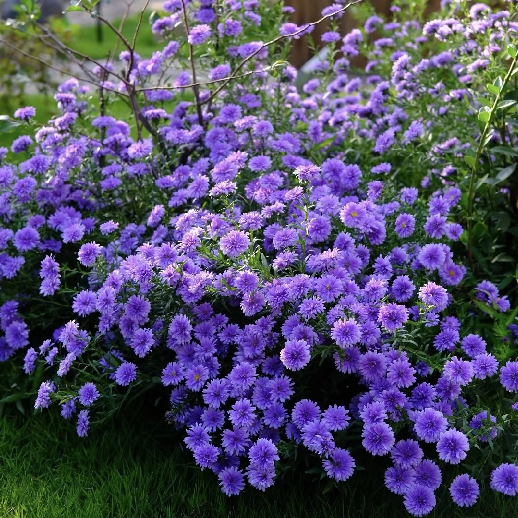 【丹麦翠菊】1加仑混发爆花耐寒多年生阳台庭院