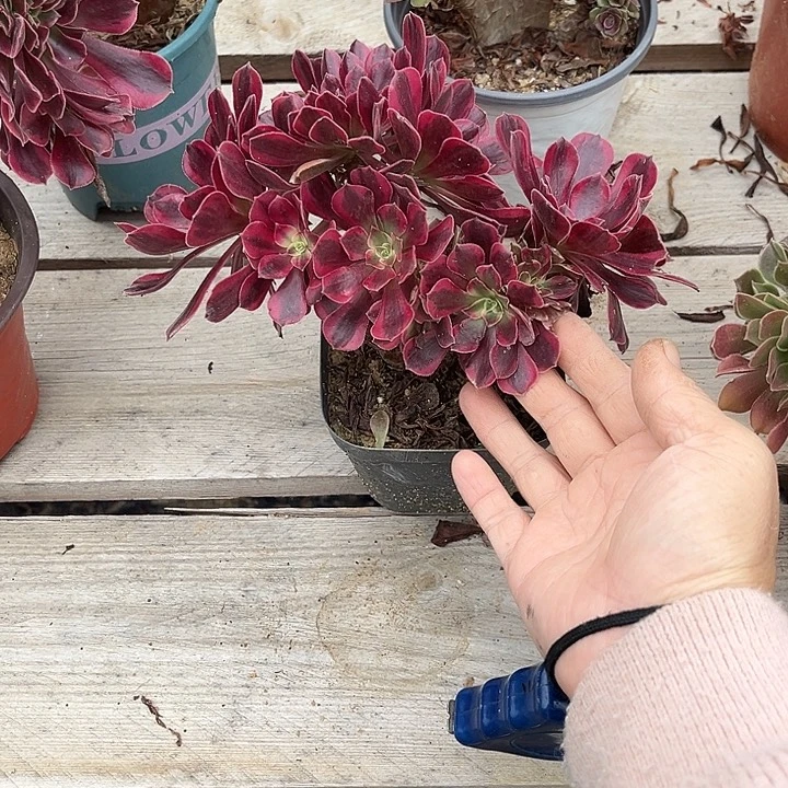 满28包邮叶片有伤，不大