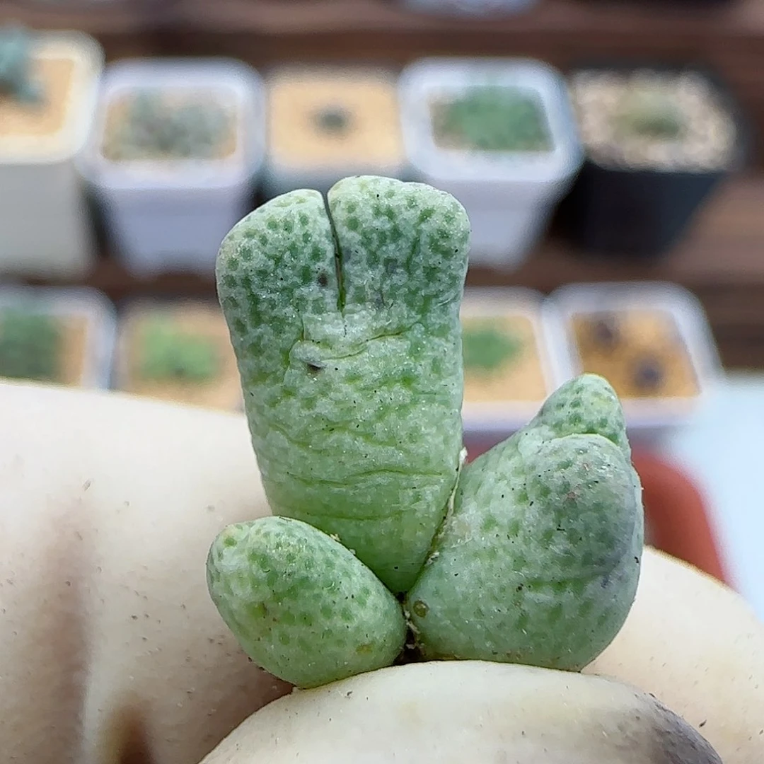 784编号711-59鹿角