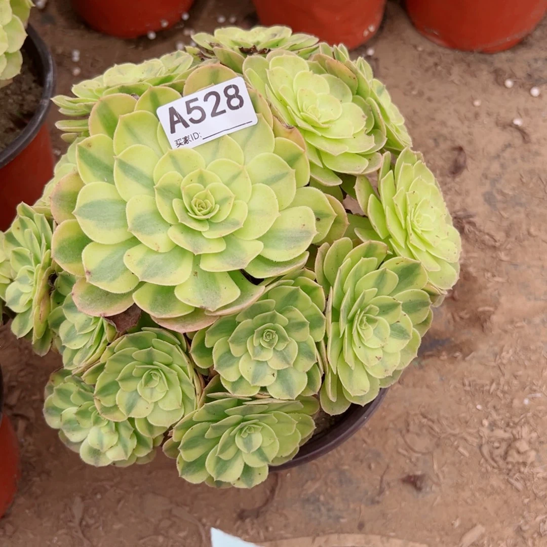 528雨荷多肉植物法师