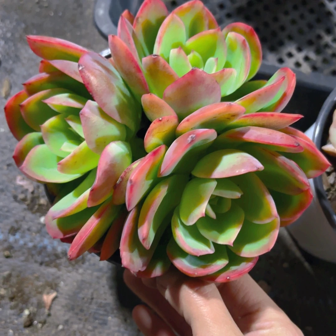 绮罗新疆包邮12cm新疆包邮