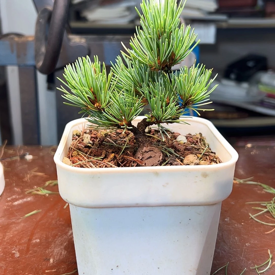 完全开放?****?松树健健康康了