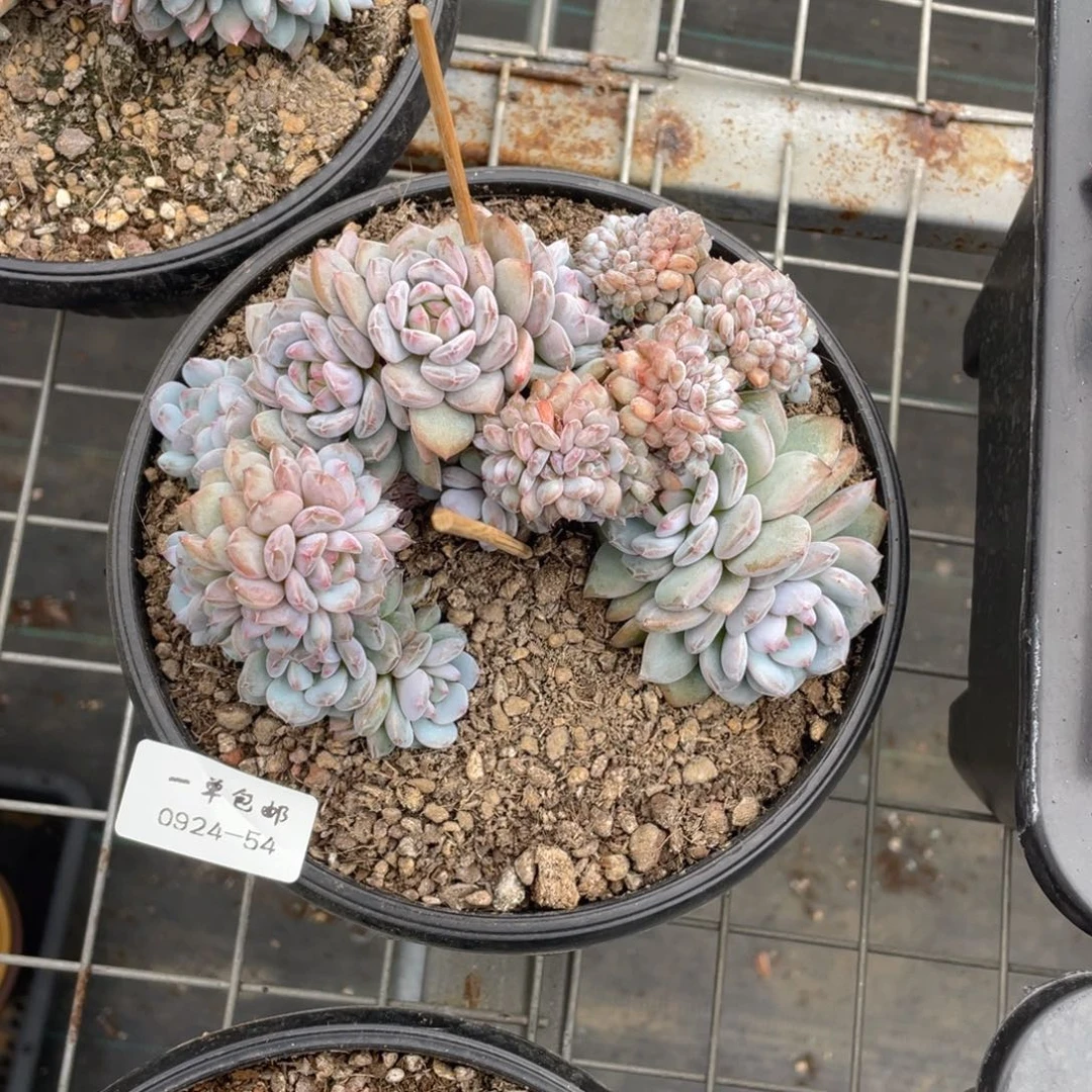 一***?0924-54-星星橙缀化，。。，。