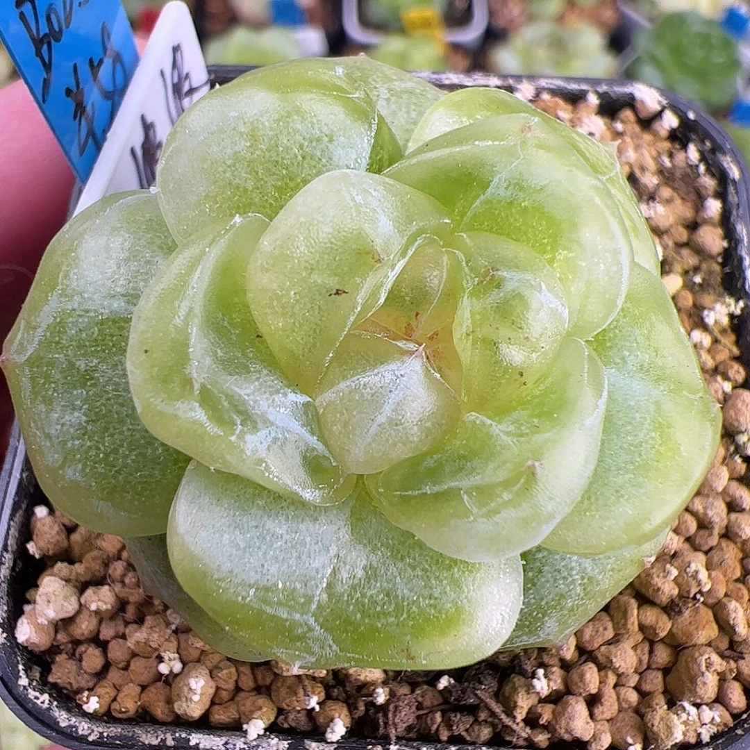 B025,单头脆波波珍妮