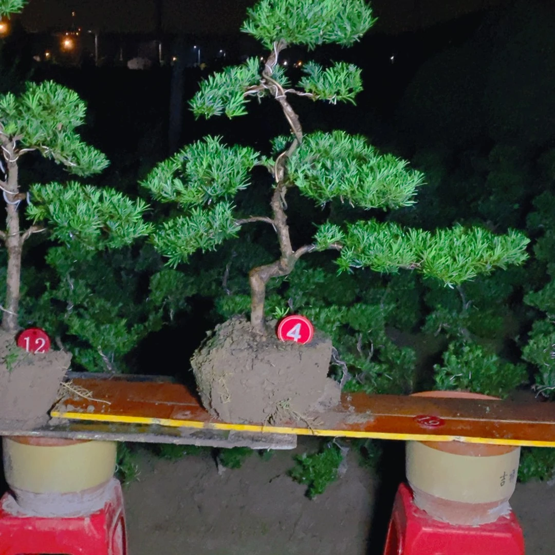 胶带罗汉松摸摸摸摸摸模拟