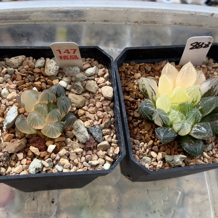 【闪购商品】拔*147-888