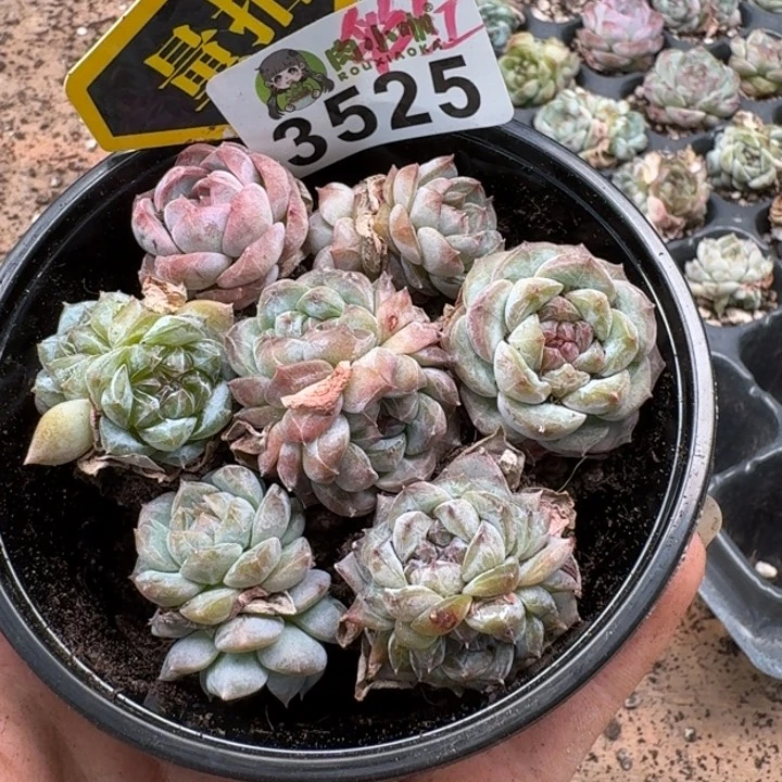 无花朵多肉植物多肉植物