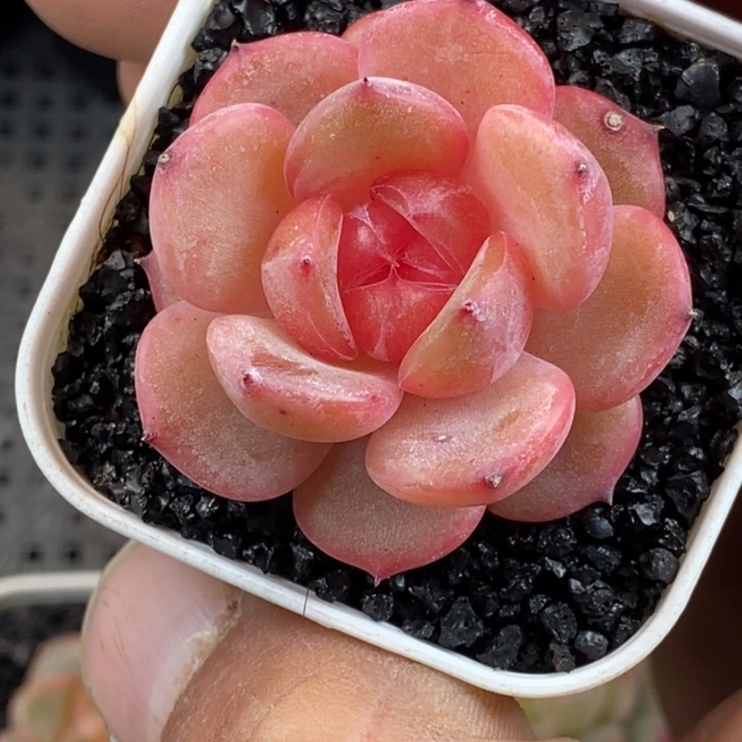 天官赐福百无禁忌