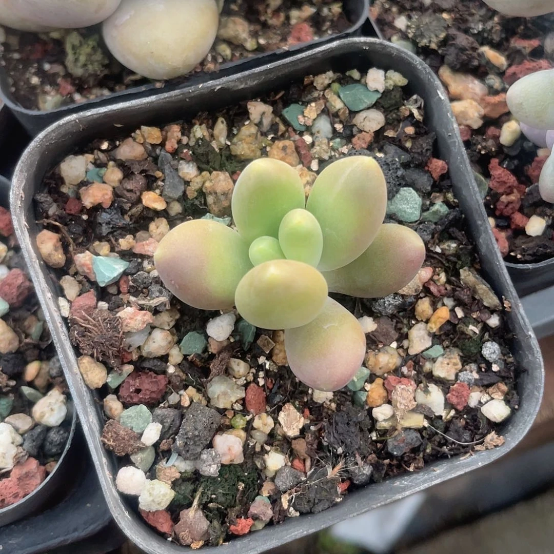 金蟾 脱土发货 7口盆