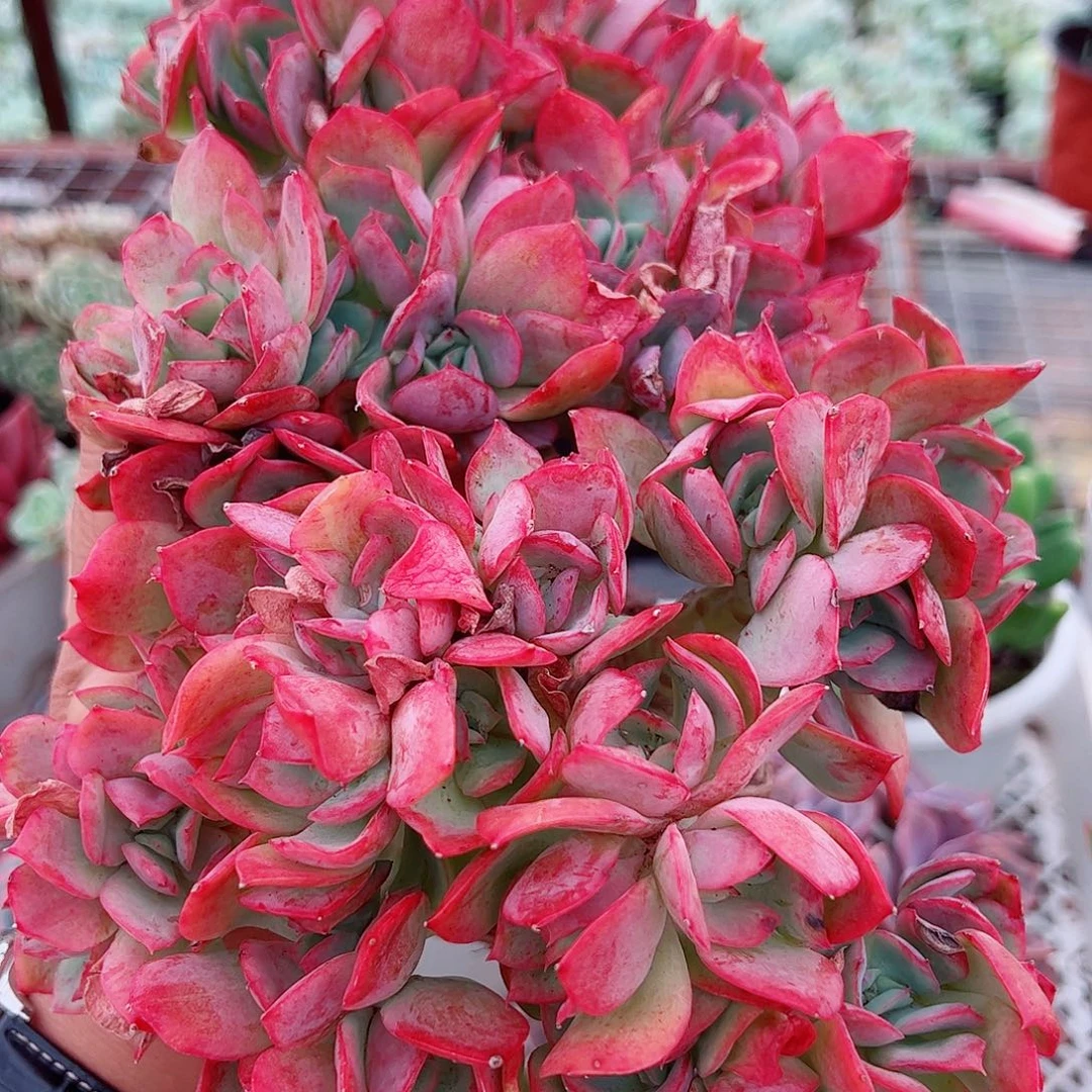 绮罗仙子朵朵缀整装