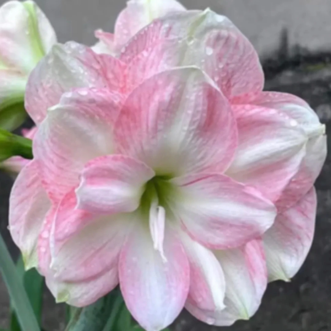 进口朱顶红重瓣大花繁殖包对版