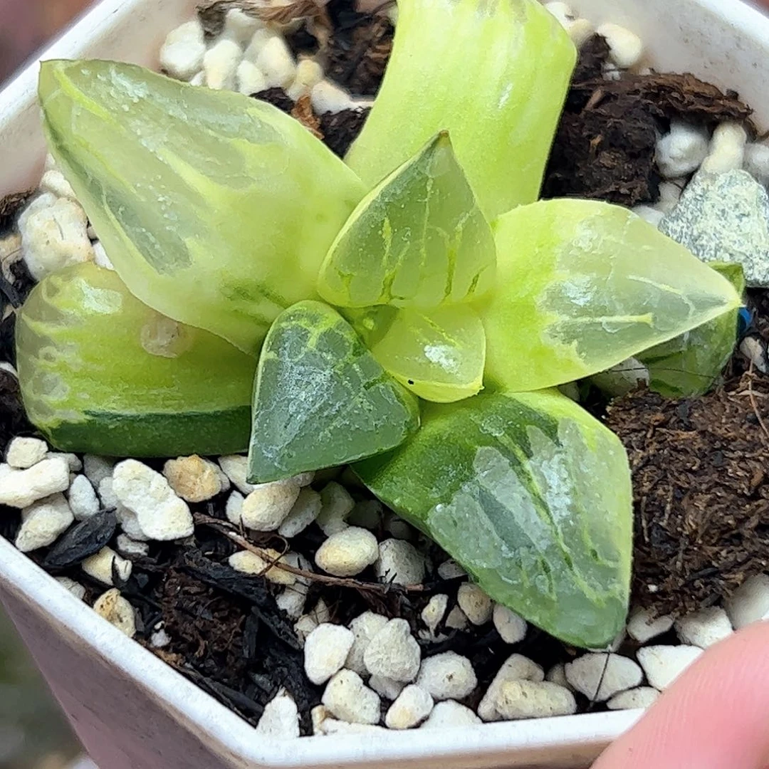 新叶糊斑阿房宫锦十二卷多肉