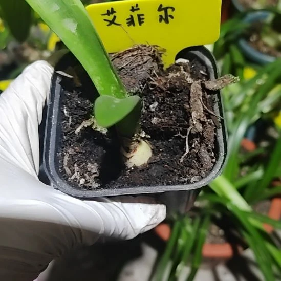 台朱  艾菲尔  1.7