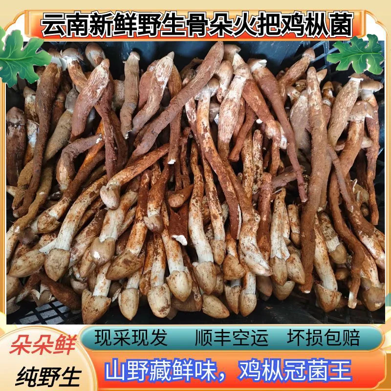 云南野生新鲜骨朵火把鸡枞红色鸡枞菌云南野生菌