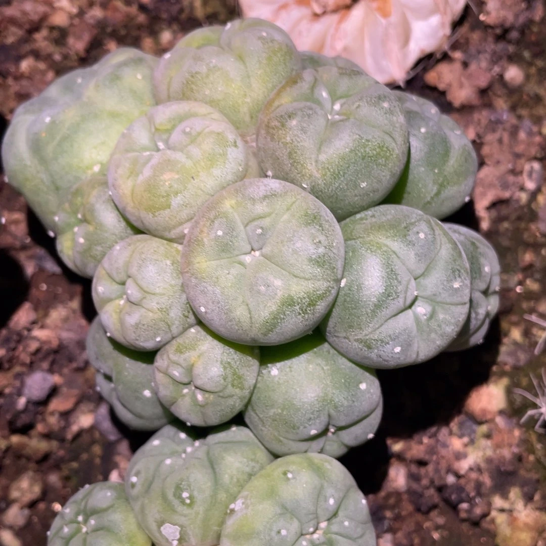 Y犹银群体 仙人球开花