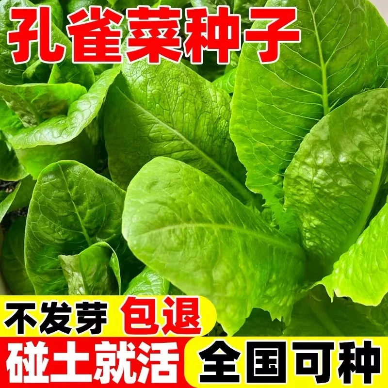 【全店任选满5包/包邮】孔雀菜种子四季种植