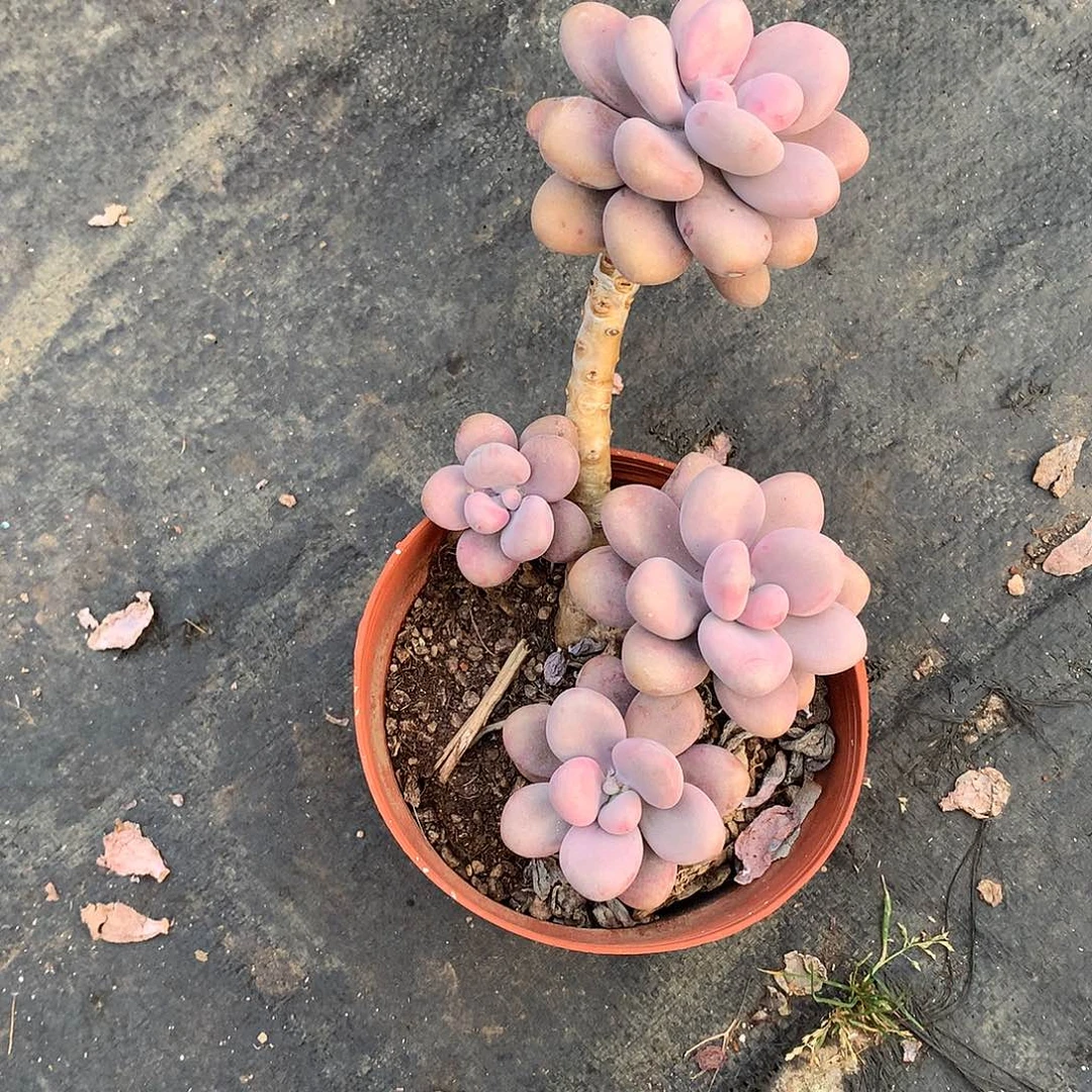 一物一拍桃蛋小老桩