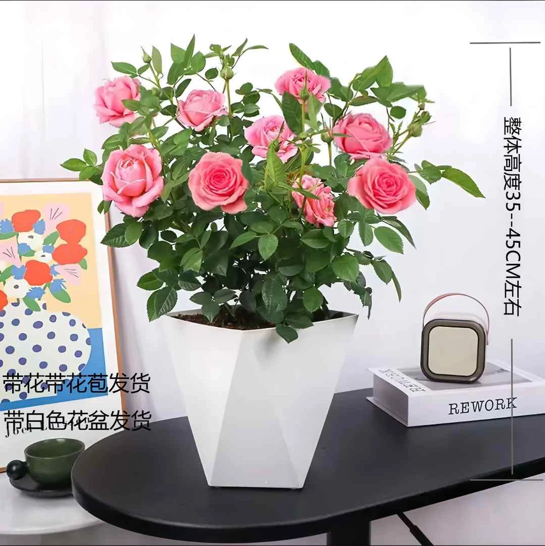 【带花带苞】仙度瑞拉四季开花室内花卉庭院盆栽