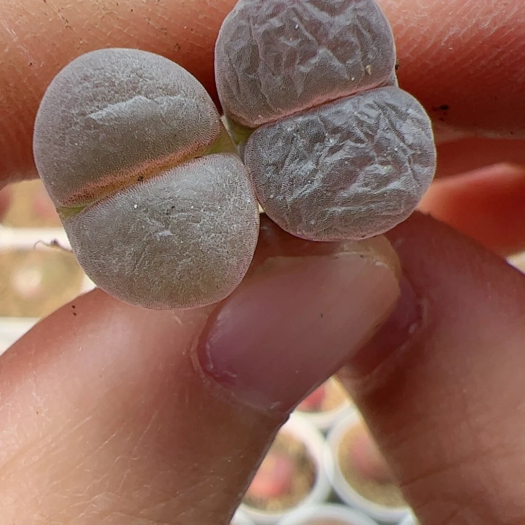 【闪购商品】113 粉钻