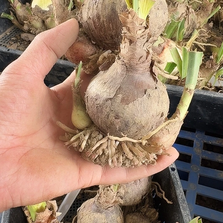 捉迷藏朱顶红一棵6+带侧