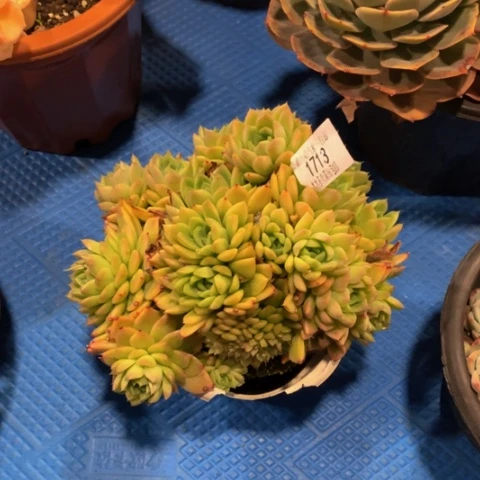 蛋*1713白玫瑰之举