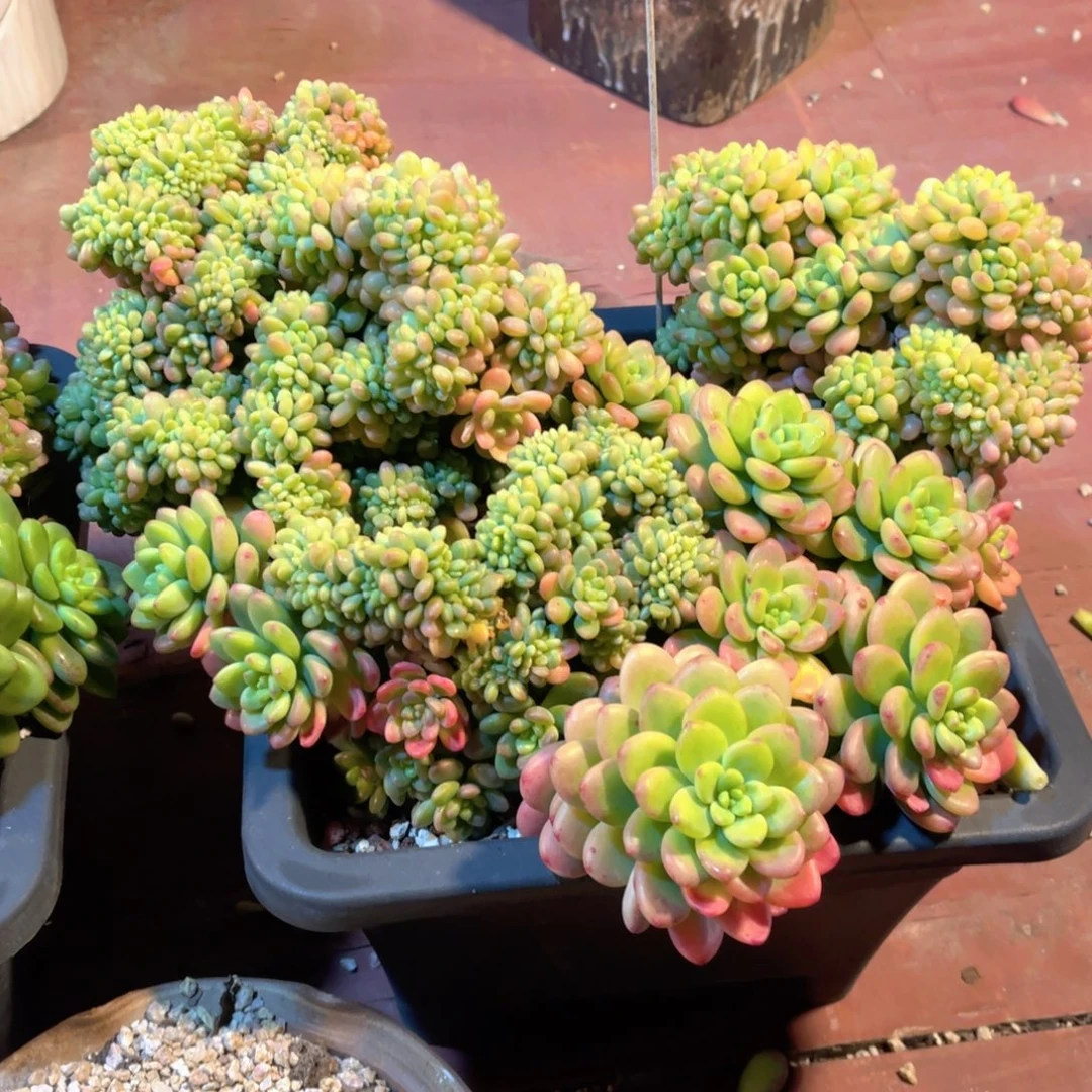 大群生香格里啦缀裸根发货