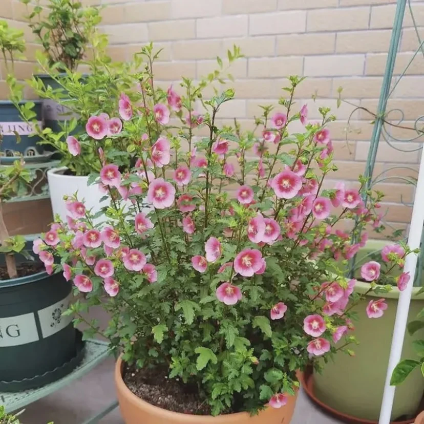 小木槿花苗盆栽棒棒糖室内阳台庭院花卉植物四季开花好养活