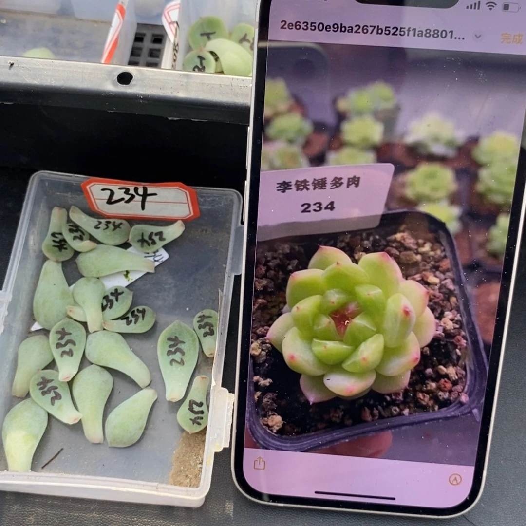 甜心234叶片一个