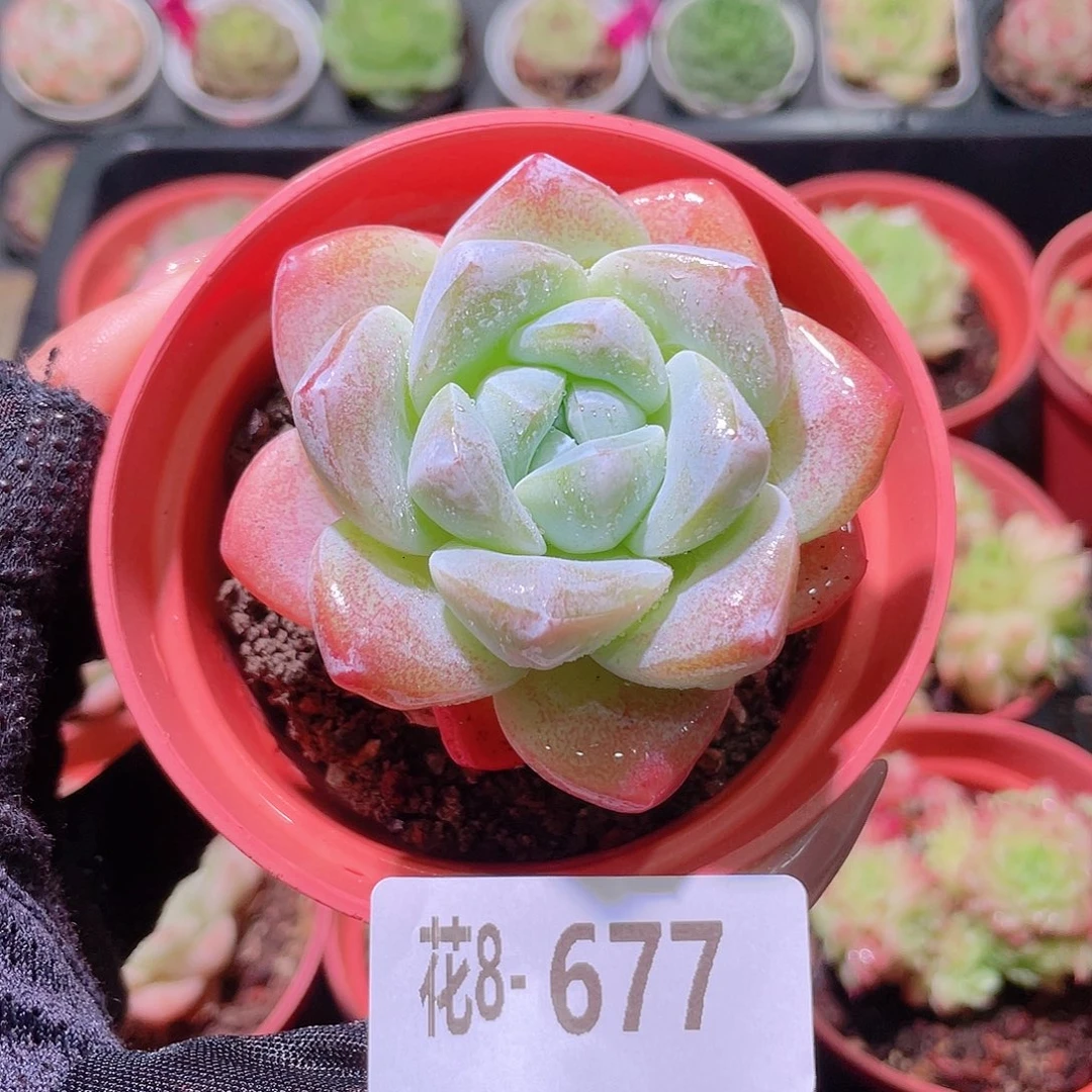 花利美8-677冰玉单头