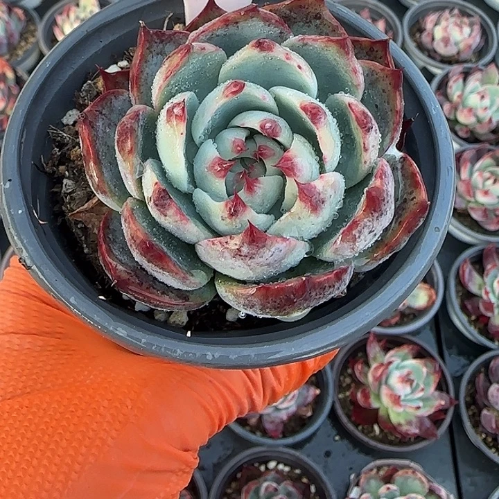 203 惊鸿仙子多肉植物6-9cm