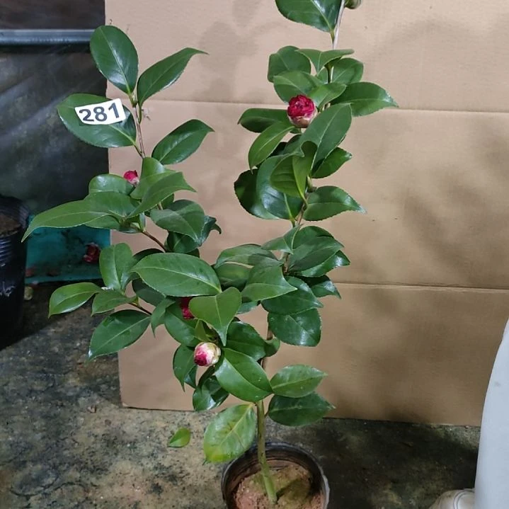 281火瀑布，原盆原土发货