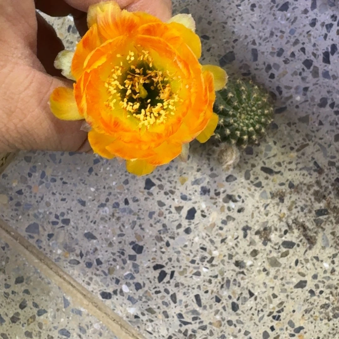 222丽花44歪无根侧牙3公分左右，20包邮