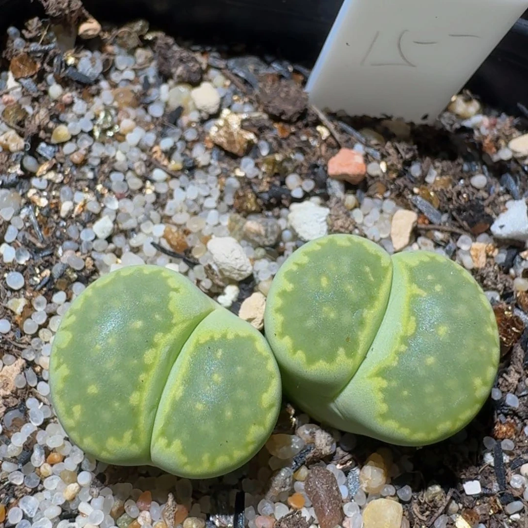 Zzz精品生石花578